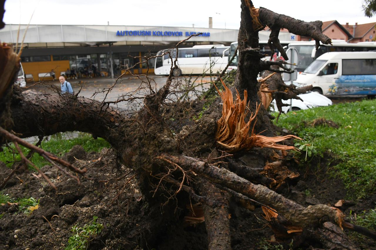 Bjelovar: Uslijed jakog nevremena i vjetra stablo bora iščupano je iz korijena, te je palo na autobus