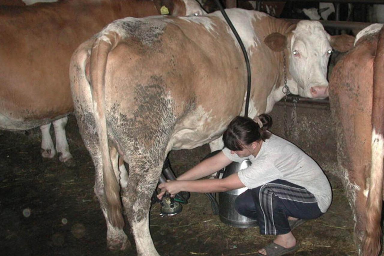 'slavonija -OSIJEK -------11.02.2004 - Proizvodnja mlijeka i Europska unija text Vrbosic snimio Jozo petric krave muznja govedarstvo'