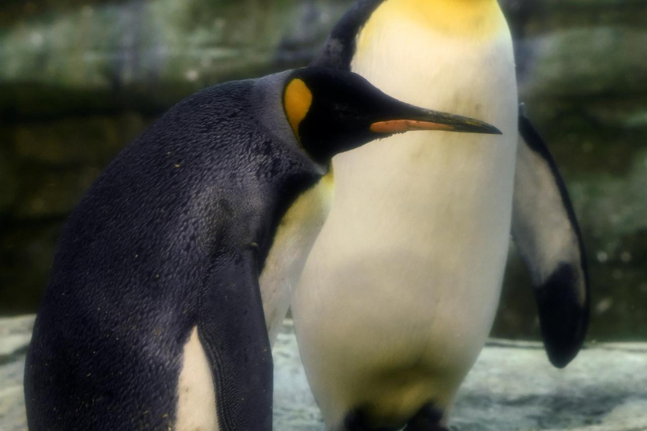 Pingvini u berlinskom zoou
