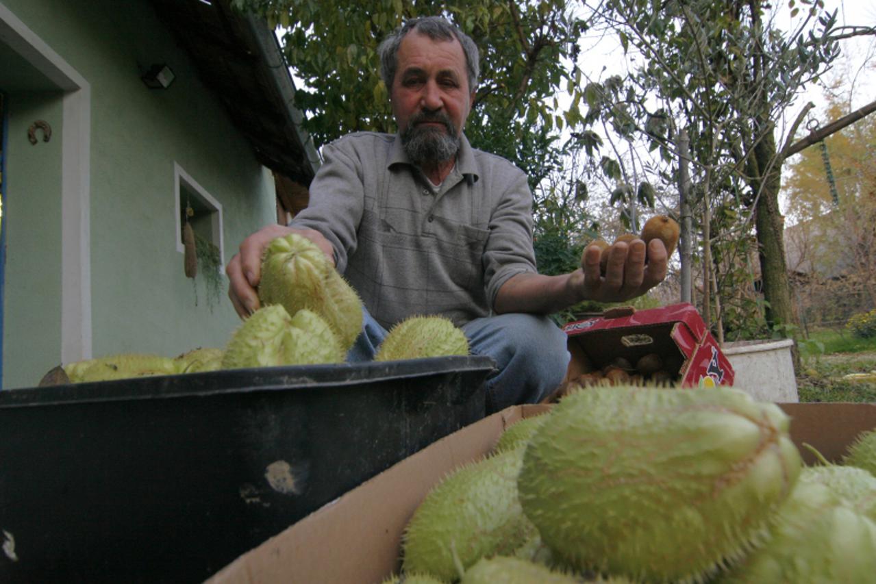 'Koprivnica, 17.11.2010 - Ivan Javorski, povrtlar iz Koprivnickih Bregi pored Koprivnice, u vrtu ima vise od 400 vrsta povrca, voca i cvijeca. U ruci drzi kiwi i meksicki krastavac iz domaceg uzgoja. 