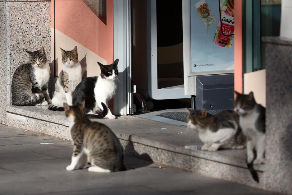Sarajevo: Mačke strpljivo čekaju svoj obrok ispred DM poslovnice
