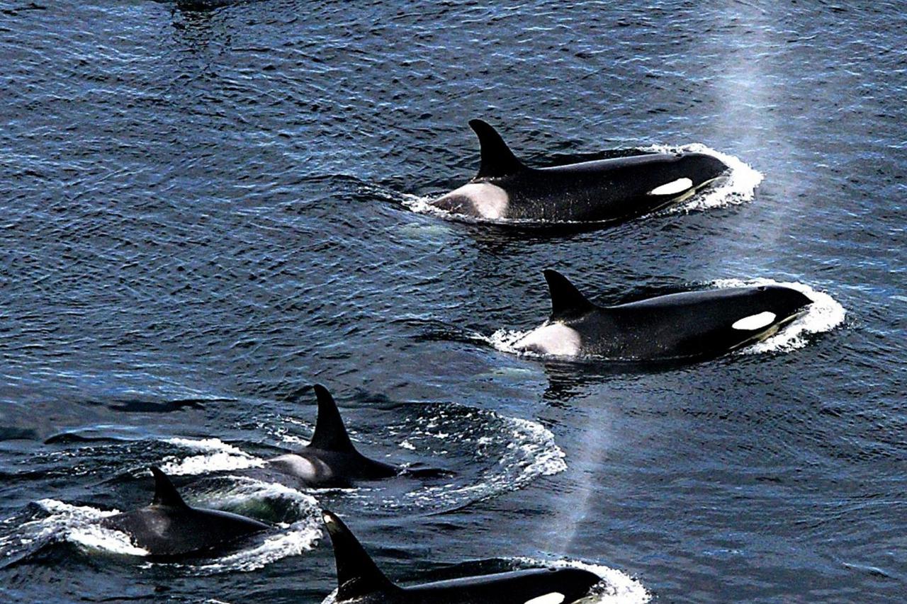 Northwest killer whales are shrinking in size — and so are their prey, chinook salmon, new research shows
