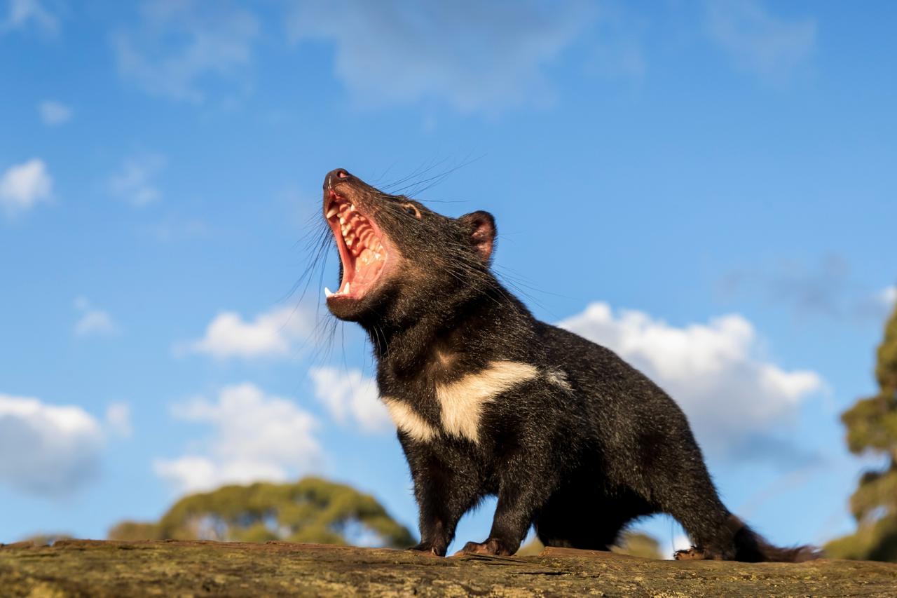 A Tasmanian devil reacts in Australia