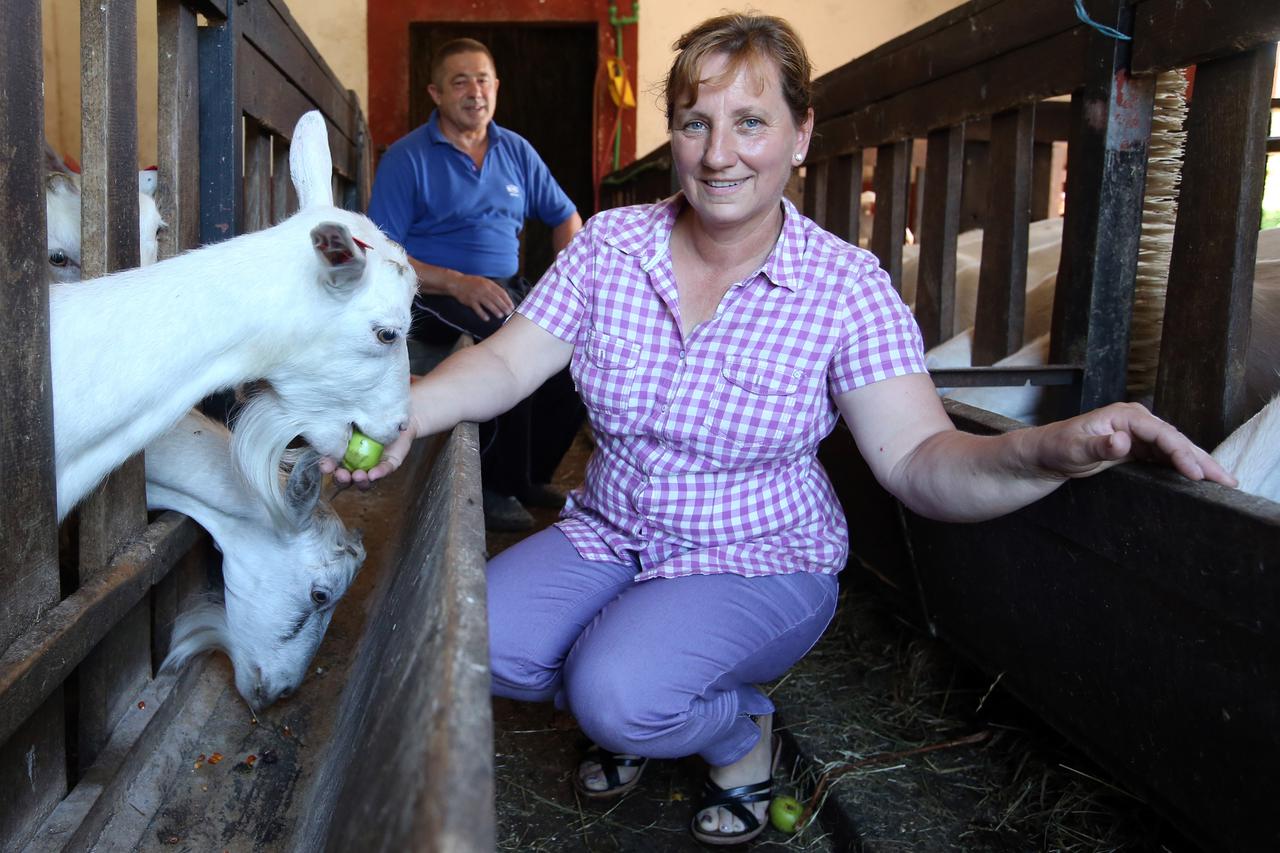 18.07.2016., Gradec Pokupski - OPG Jelene Grcevic bavi se uzgojem koza te preradom i proizvodnjom mlijeka i raznih vrsta kozjih sireva.     Photo: Robert Anic/PIXSELL