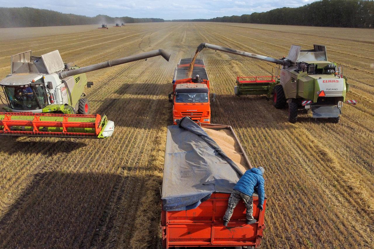 Agricultural workers operate combines and trucks in a field
