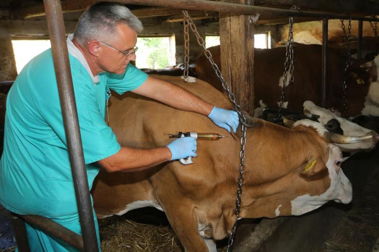 Karanac: Počelo cijepljenje goveda protiv bolesti kvrgave kože