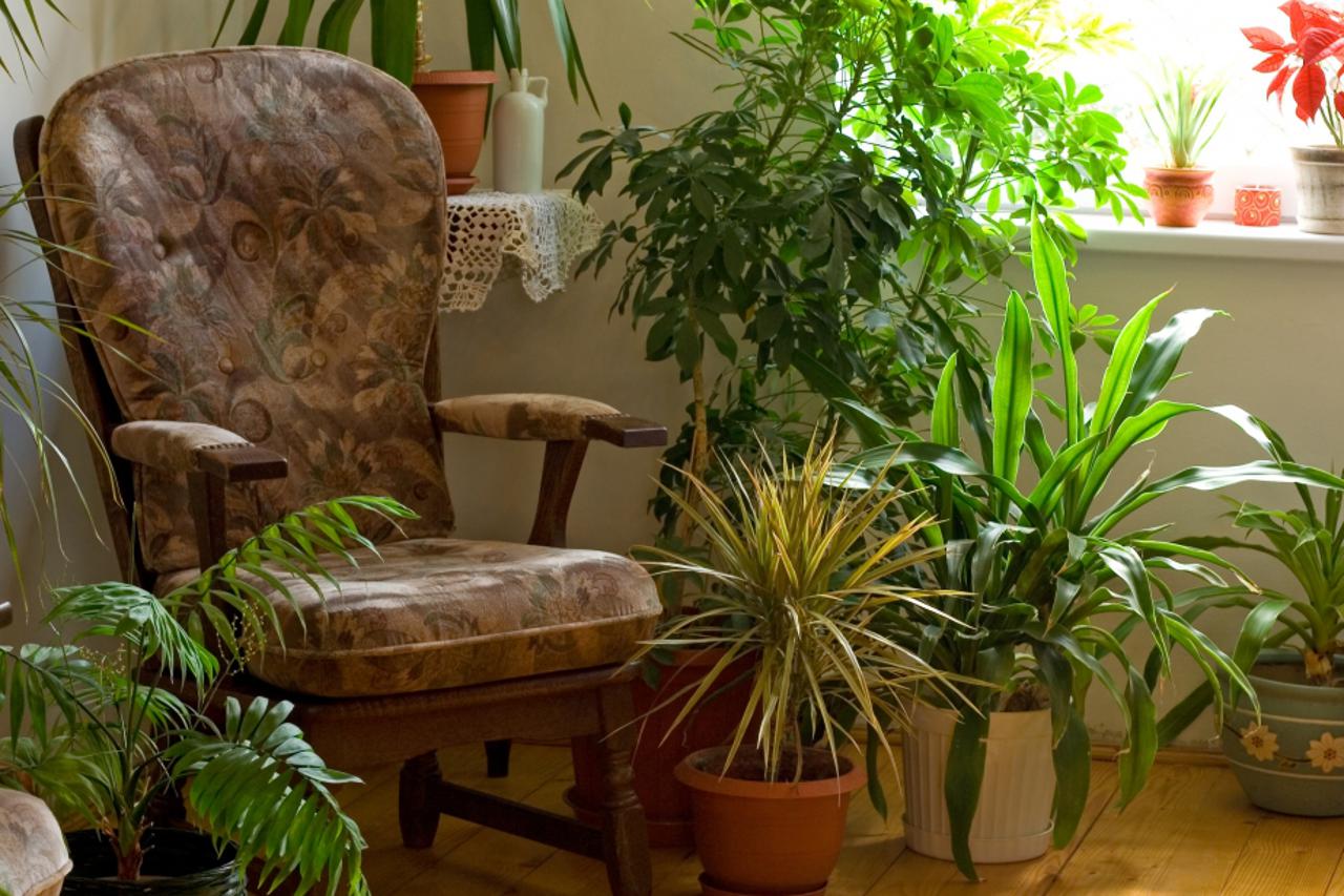 sobno bilje, biljke, fotelja (1)