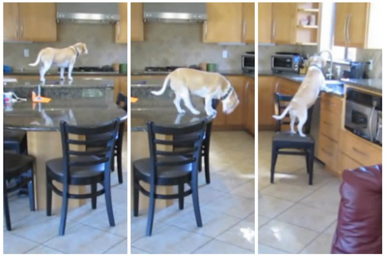 Pas vs. kuhinja - kako doći do hrane