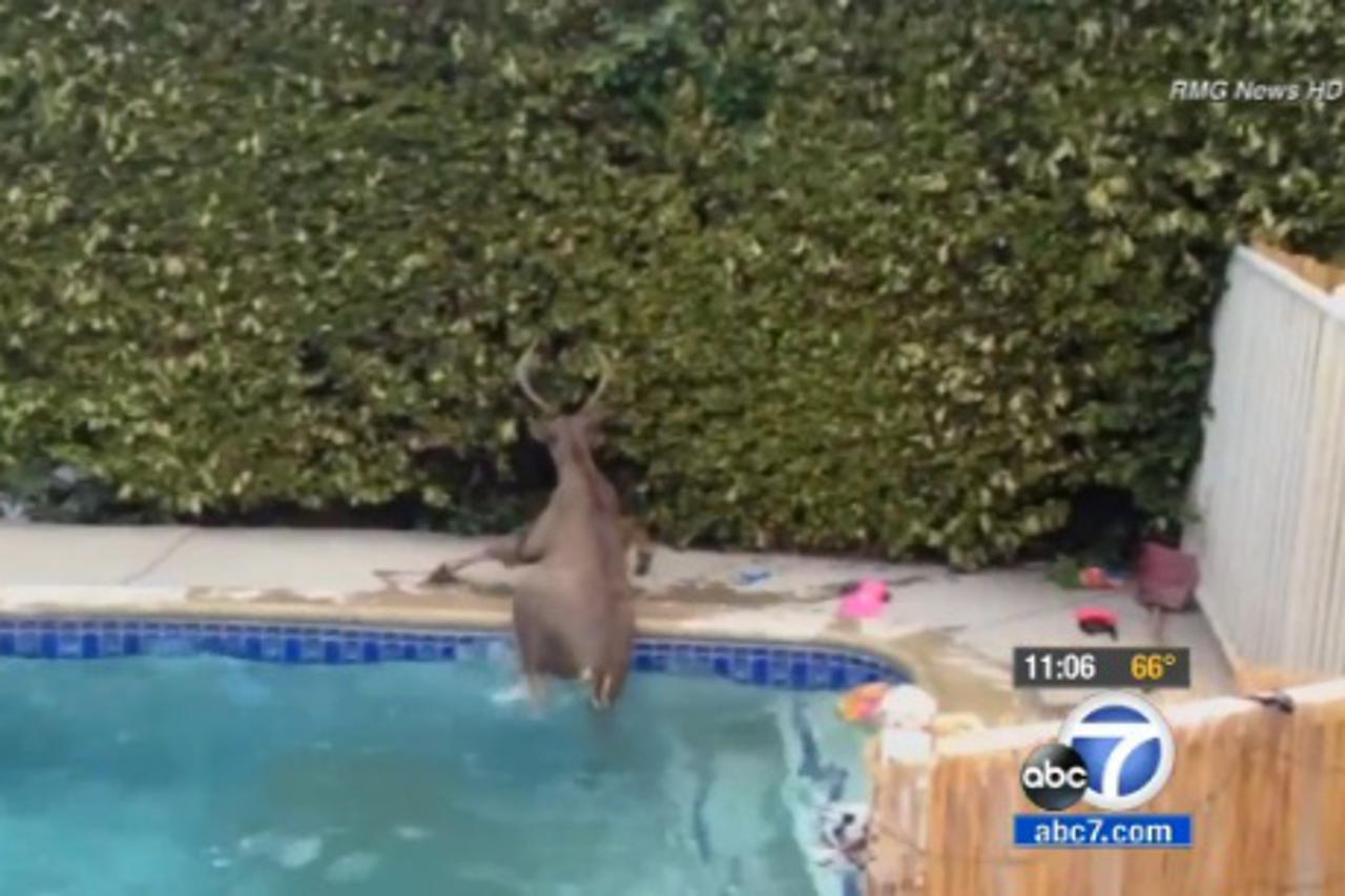Pjevao jelenu da mu pomogne izaći iz bazena