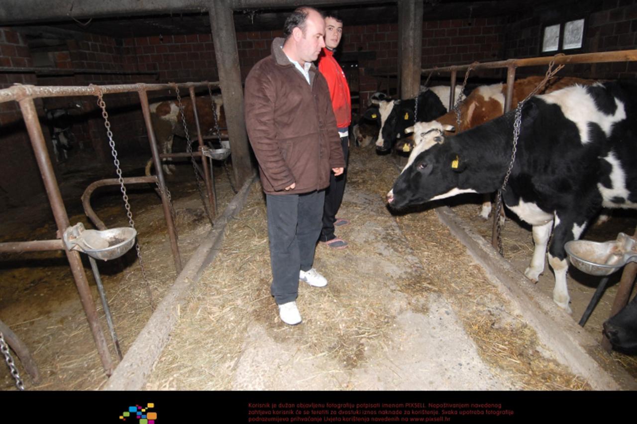 \'20.01.2012.,Tuk, Bjelovar - Ogorcenom mljekaru Sari Covicu iz Tuka (Opcina Rovisce)  prije vise od mjesec dana  staja je gotovo napola ispraznjena. Od njegovih 18 muznih krava veterinarski inspektor