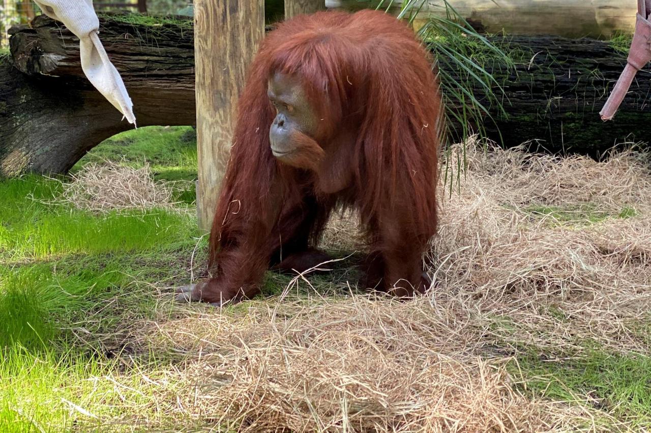 Orangutanica Sandra