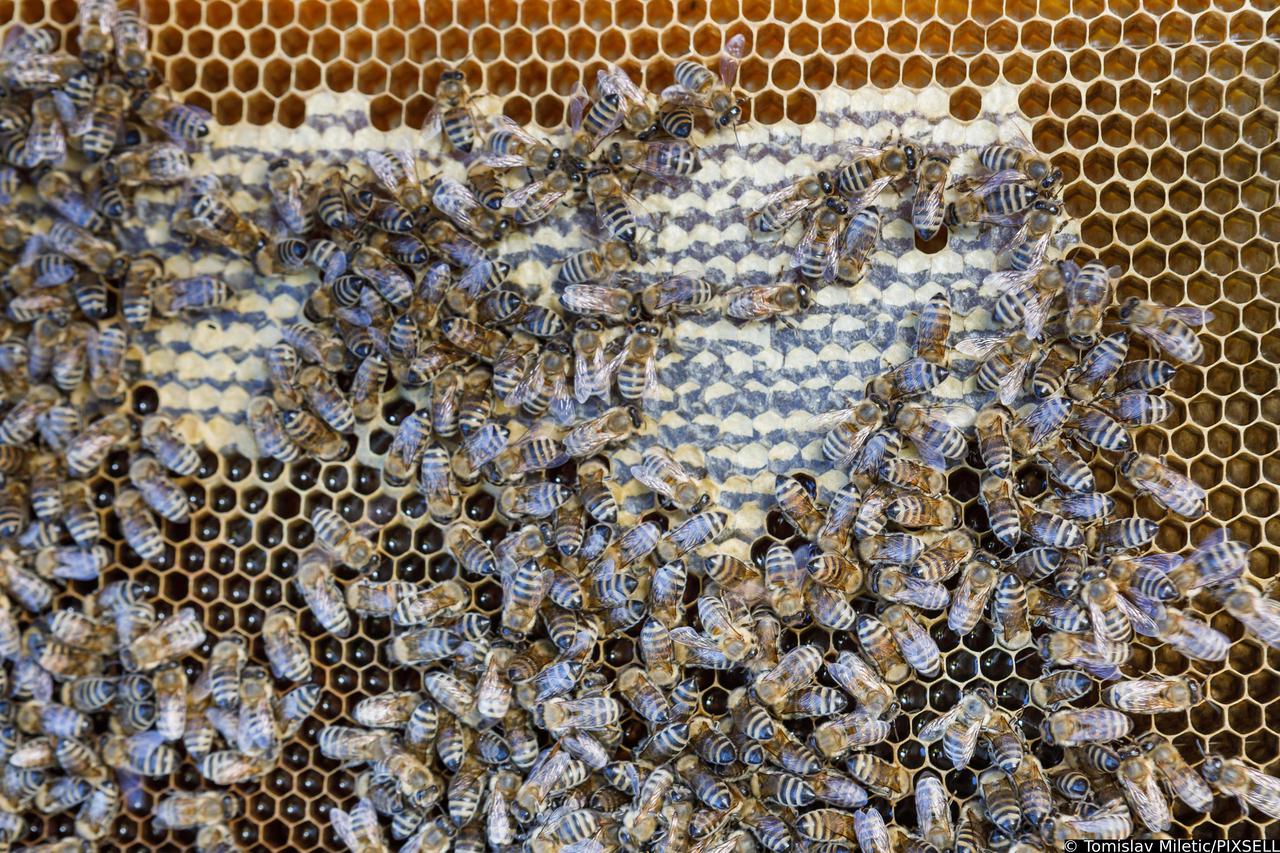 Zagreb: Tvrtko Matijević ima košnice te prikuplja pčelinji otrov