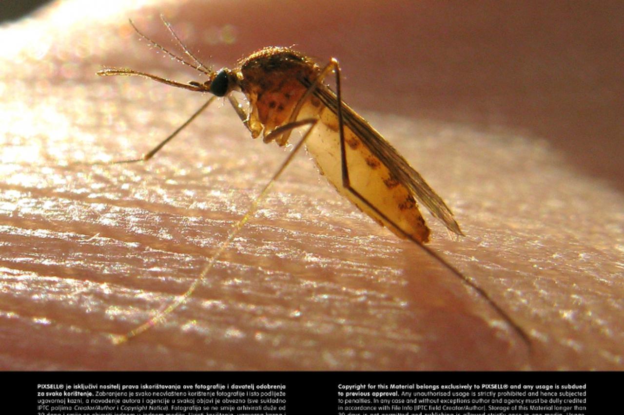 '10.10.2012., Zagreb - Komarac je insekt iz porodice Culicidae. Sirom svijeta postoji oko 3.500 vrsta komaraca, uvrstenih u 31 rod. Odrasli komarac se izvaljuje iz lutke na povrsini vode. Odrasle zenk