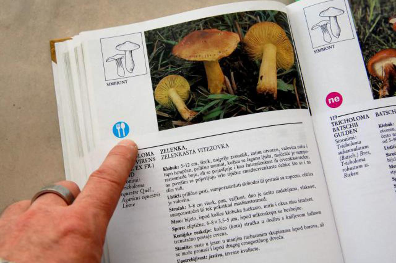 gljive,gljivari,portal (1)
