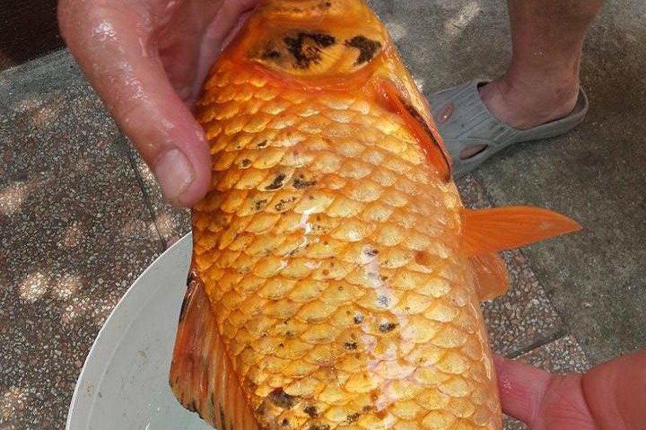 Mitar Vasilik upecao je zlatnu ribicu od 1,2 kilograma