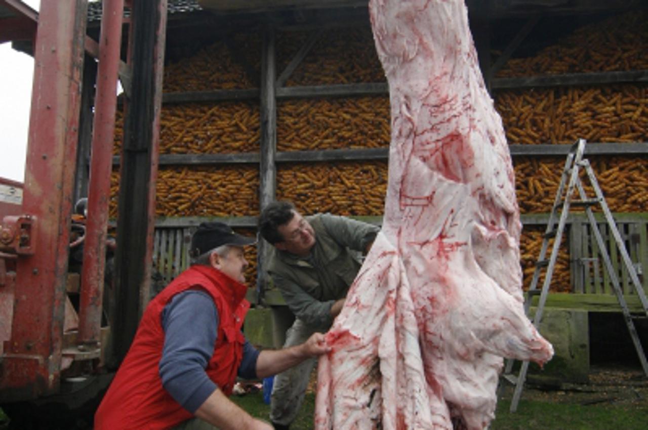 '24.11.2010., Koprivnica - Klanje 369 kilograma teske pet godina stare svinje u selu Vlaislav kod Koprivnice. Na fotografiji su Branimir Lukic (lijevo) i Milan Sekulic. Photo: Marijan Susenj/PIXSELL'
