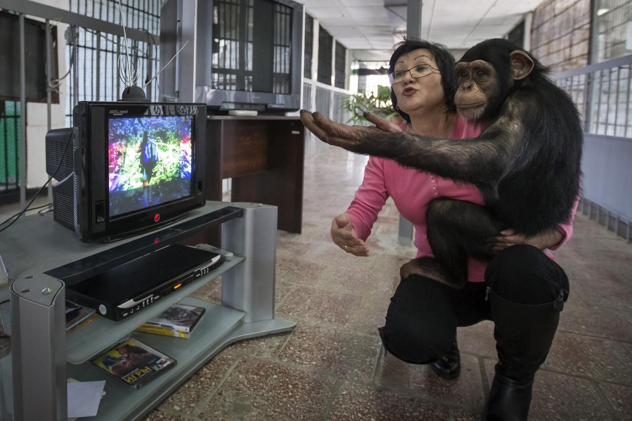 čimpanze