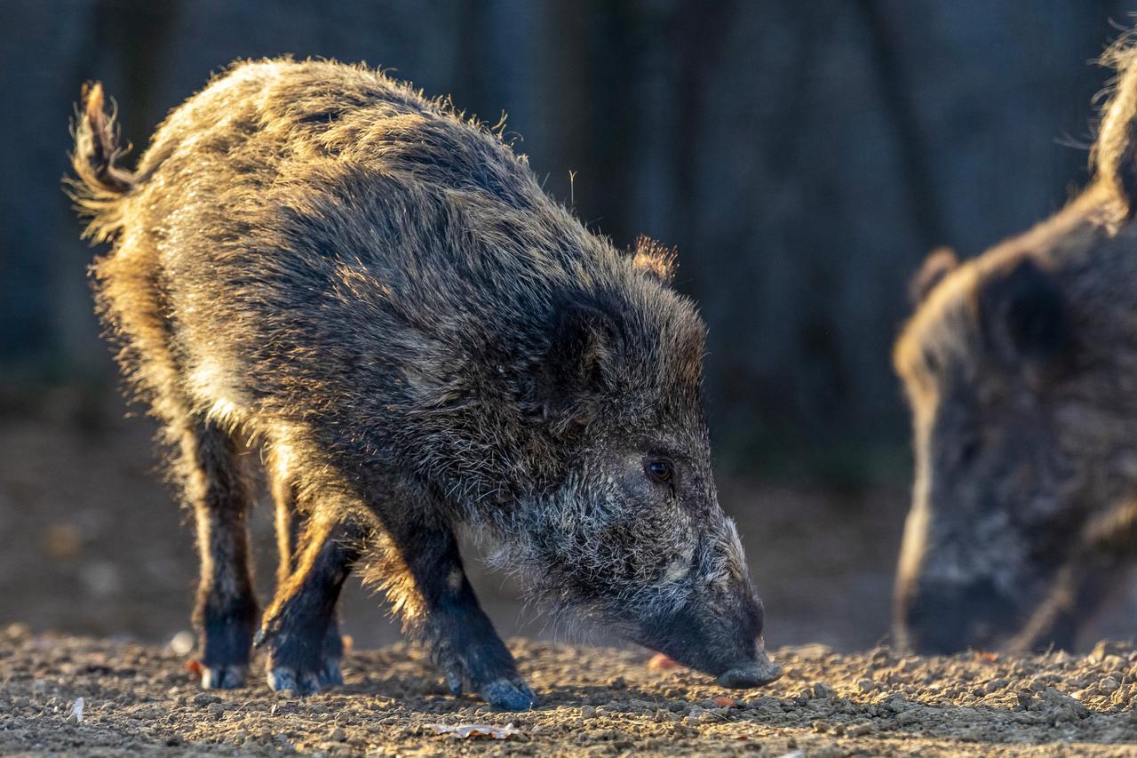 Buzet: Divlje svinje u potrazi za hranom