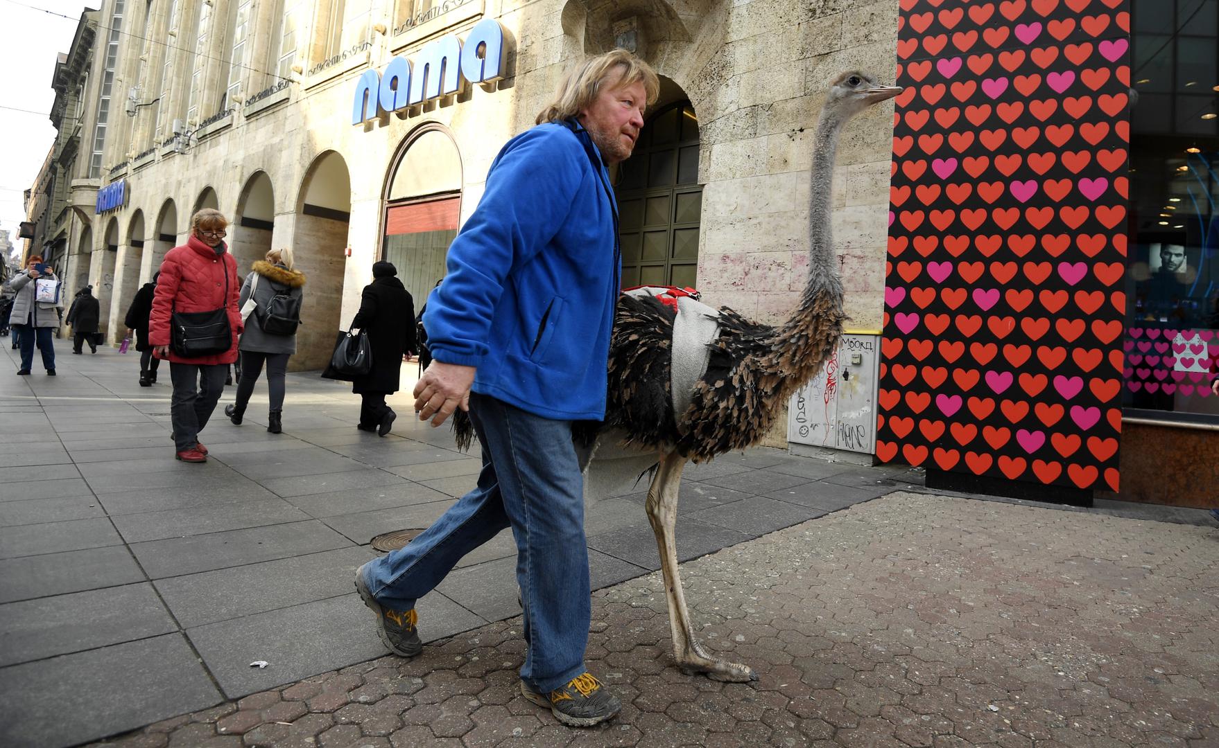 Glavna atrakcija u Zagrebu danas je bio noj Francelj iz Ljubljane koji ima dozvolu za šetnju gradom uz pratnju vlasnika koji ga vodi na lajni.