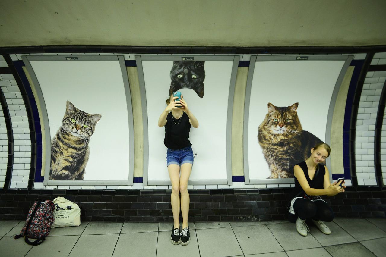 Fotografije mačaka preplavile su londonski metro
