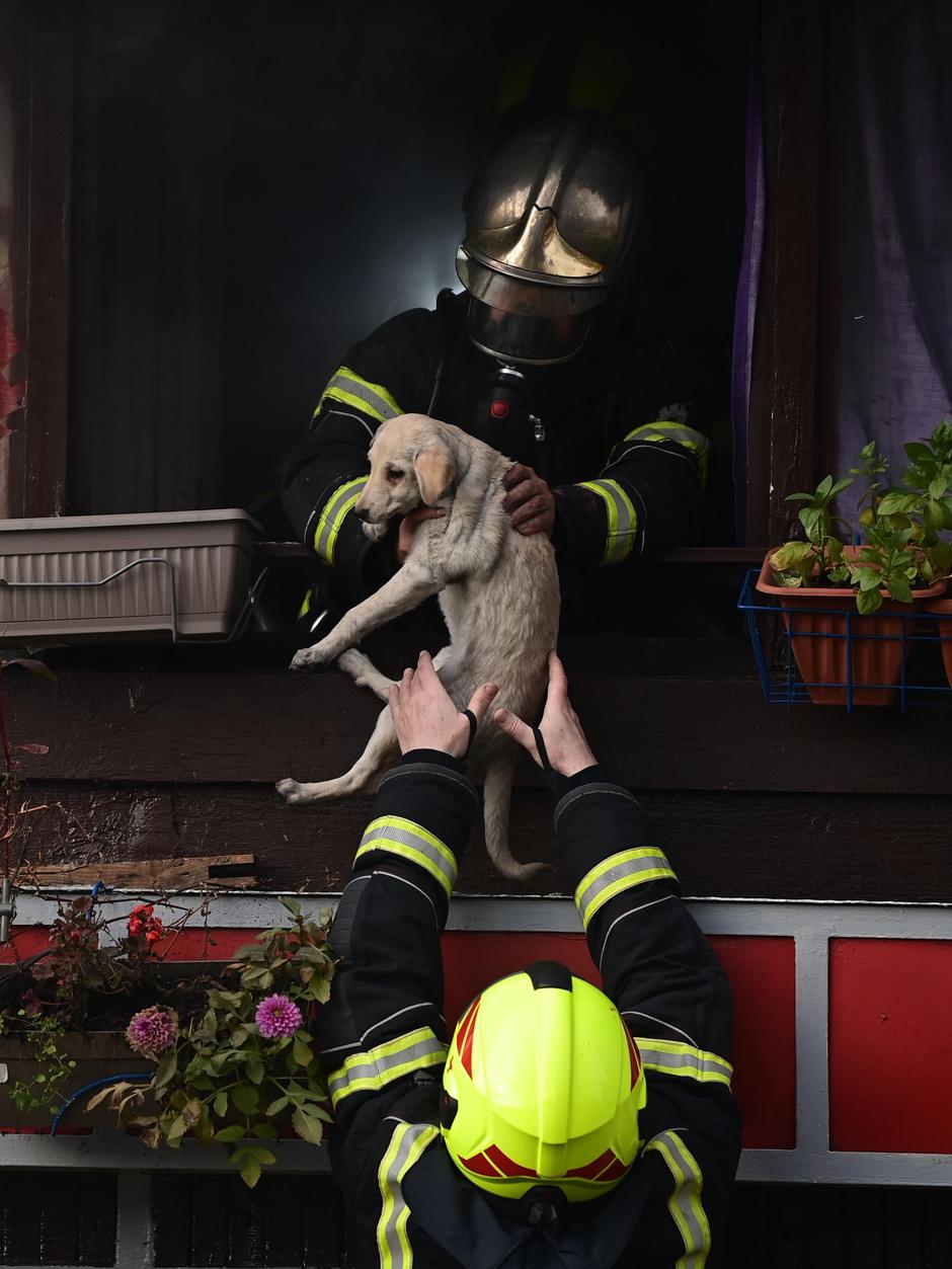 Požar na Peščenici, gori neboder, spašeni baka i pas 