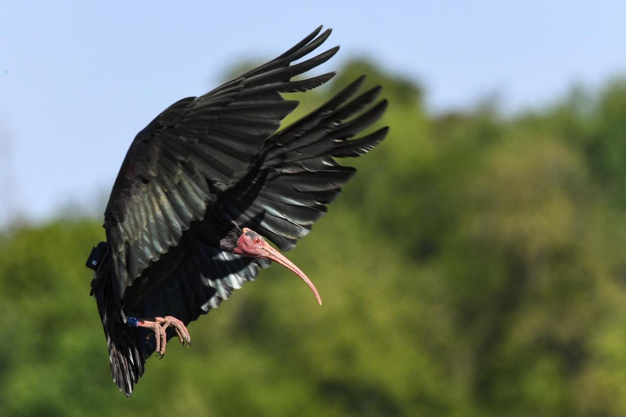 Bald Ibis breeds again at Lake Constance for the first time