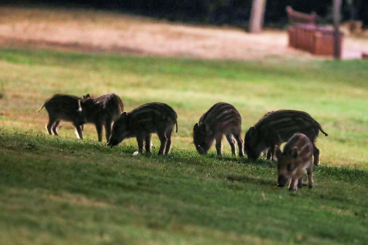 Divlje svinje sa malim prašćićima često navrate u park u Premanturi 
