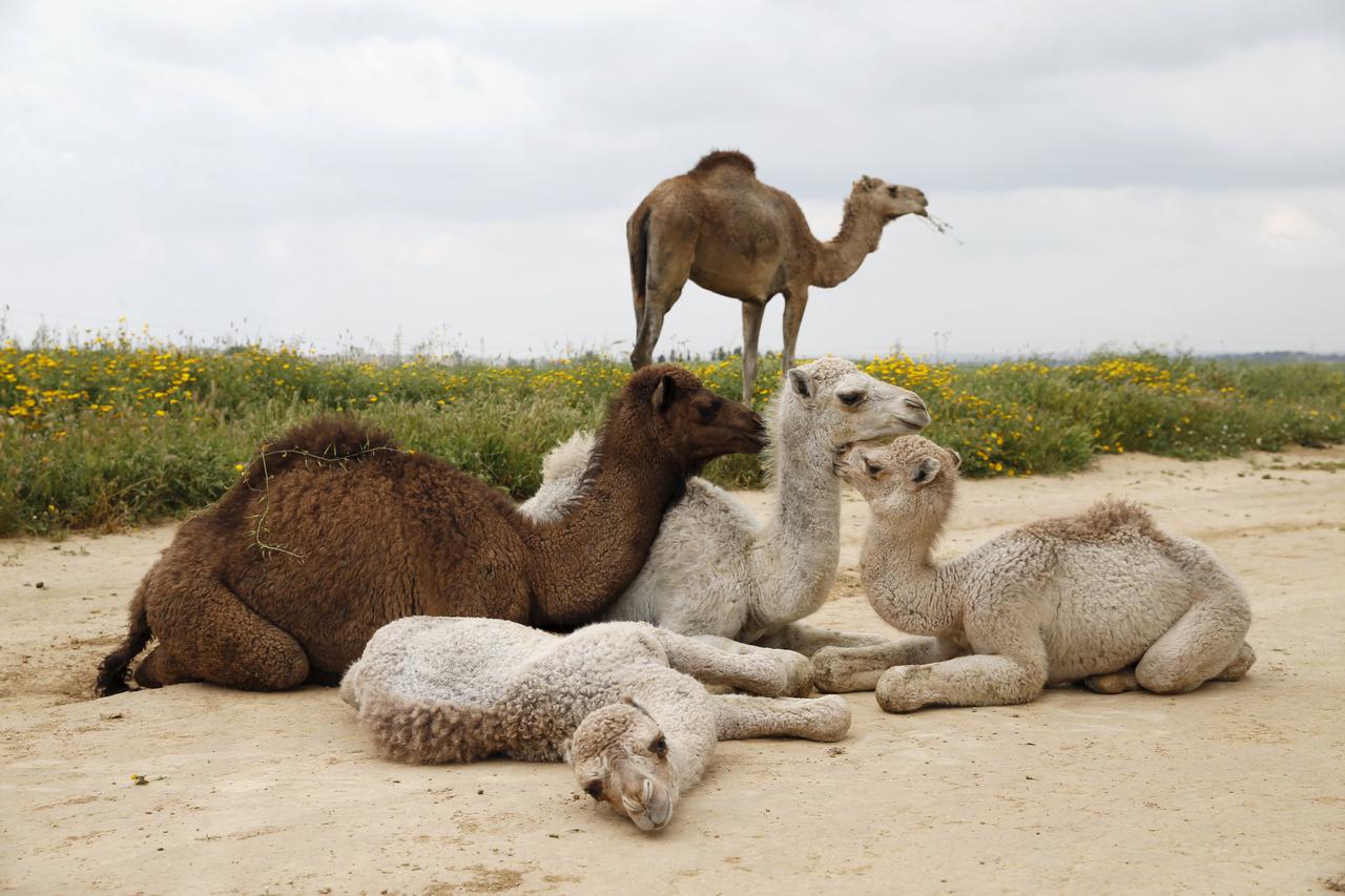 Camels rest and graze next to a field near the southern israeli town of Rahat March 21, 2016. REUTERS/Baz Ratner