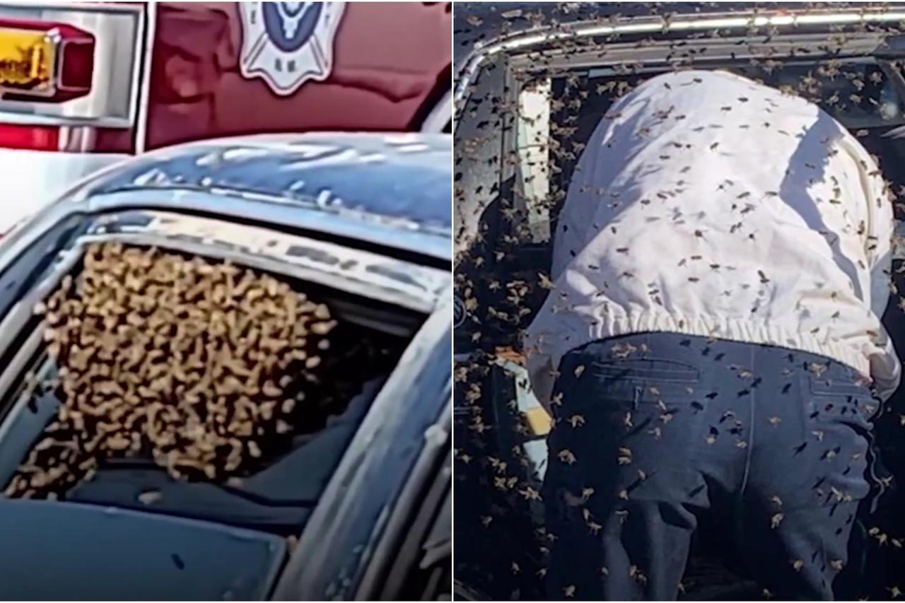 Roj pčela ušao u automobil