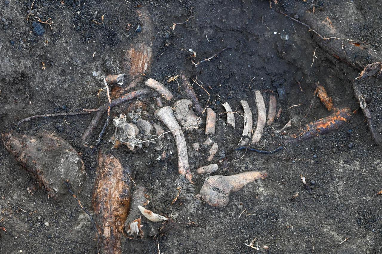 Bone finds at medieval execution site