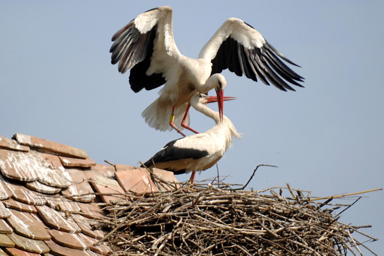 \'06.04.2011., Cigoc - Javna ustanova Park prirode Lonjsko polje organizirala je postavljanje 20 podlozaka za gnijezda roda na krovove kuca. Trenutno je u Cigocu 25 aktivnih gnijezda roda. Photo:NIkol