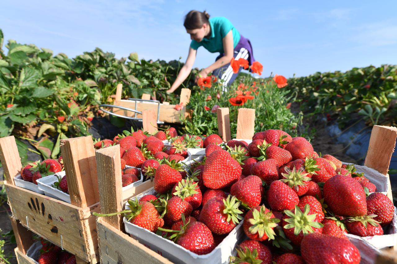 Harvest hand Gina Hreceniuc picks strawberries on the strawberry fields of the Hindorf and Sons farm in Langeneichstaedt, Germany, 08 June 2016. Three kinds of strawberries grow on three hectares and are currently being harvested. Photo: HENDRIK?SCHMIDT/d