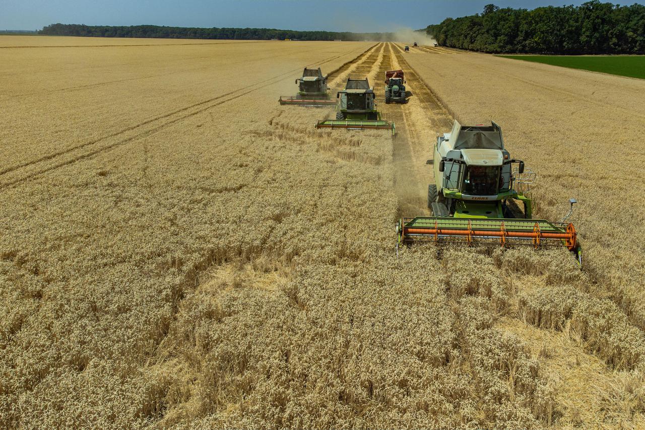 Grabovac: Žetva pšenice na poljima tvrtke Belje u punom je jeku