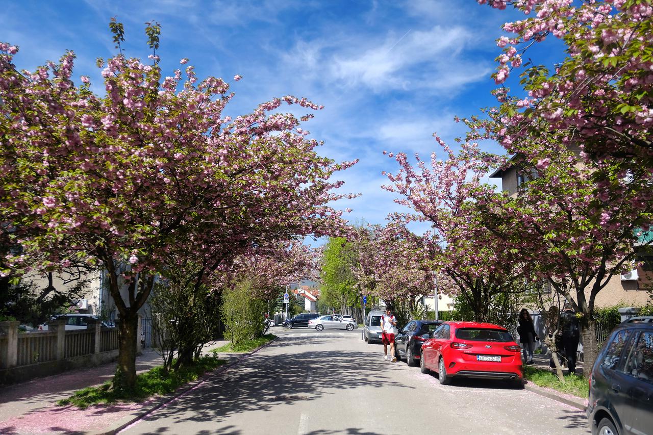Zagreb: Šulekova ulica - najljepša ulica u kojoj su procvale japanske trešnje
