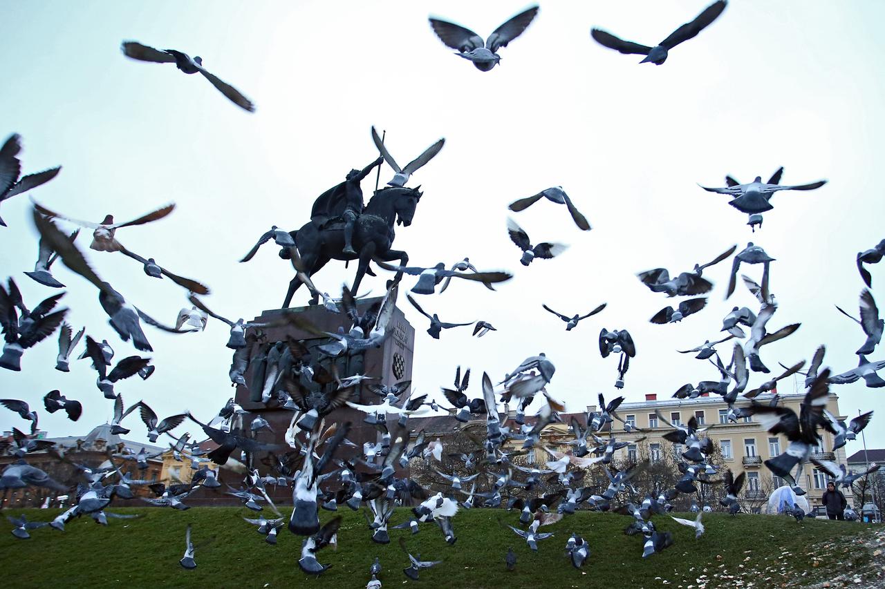 Zagreb: Hranjenje golubova na Trgu kralja Tomislava otežava ?iš?enje zelenih površina