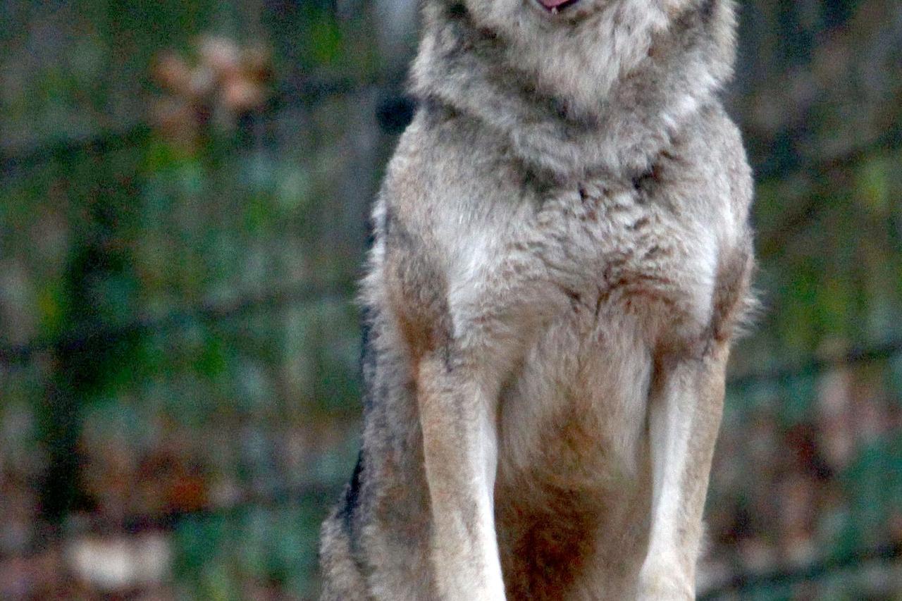 A wolf is on Monday (1/16/2012) in an enclosure in the zoo of Schwerin. Notwithstanding the concerns of farmers and livestock keepers in Germany, the wolves are spreading further into the wild from. Currently live in the North East 100-120 animals, which 