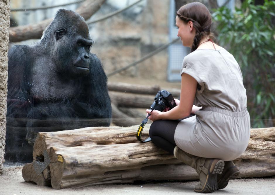 A visitor looks at 38-year old male gorilla Assumbo in the ape house of the Darwineum in the zoo of Rostock, Germany, 20 February 2013. Photo:  Jens Buettner/DPA/PIXSELL