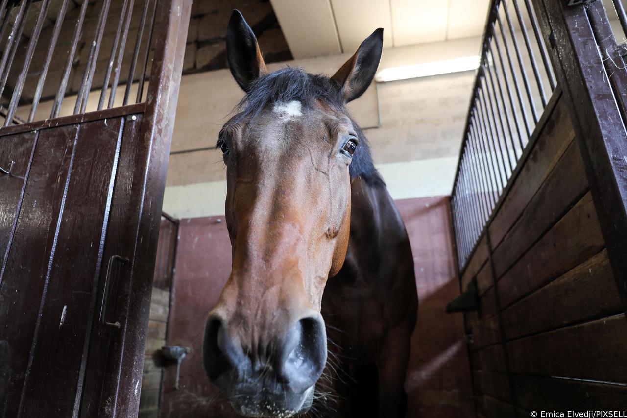 Rudi, konj hrvatskog podrijetla, završio je svoju službu u policiji u Ljubljani