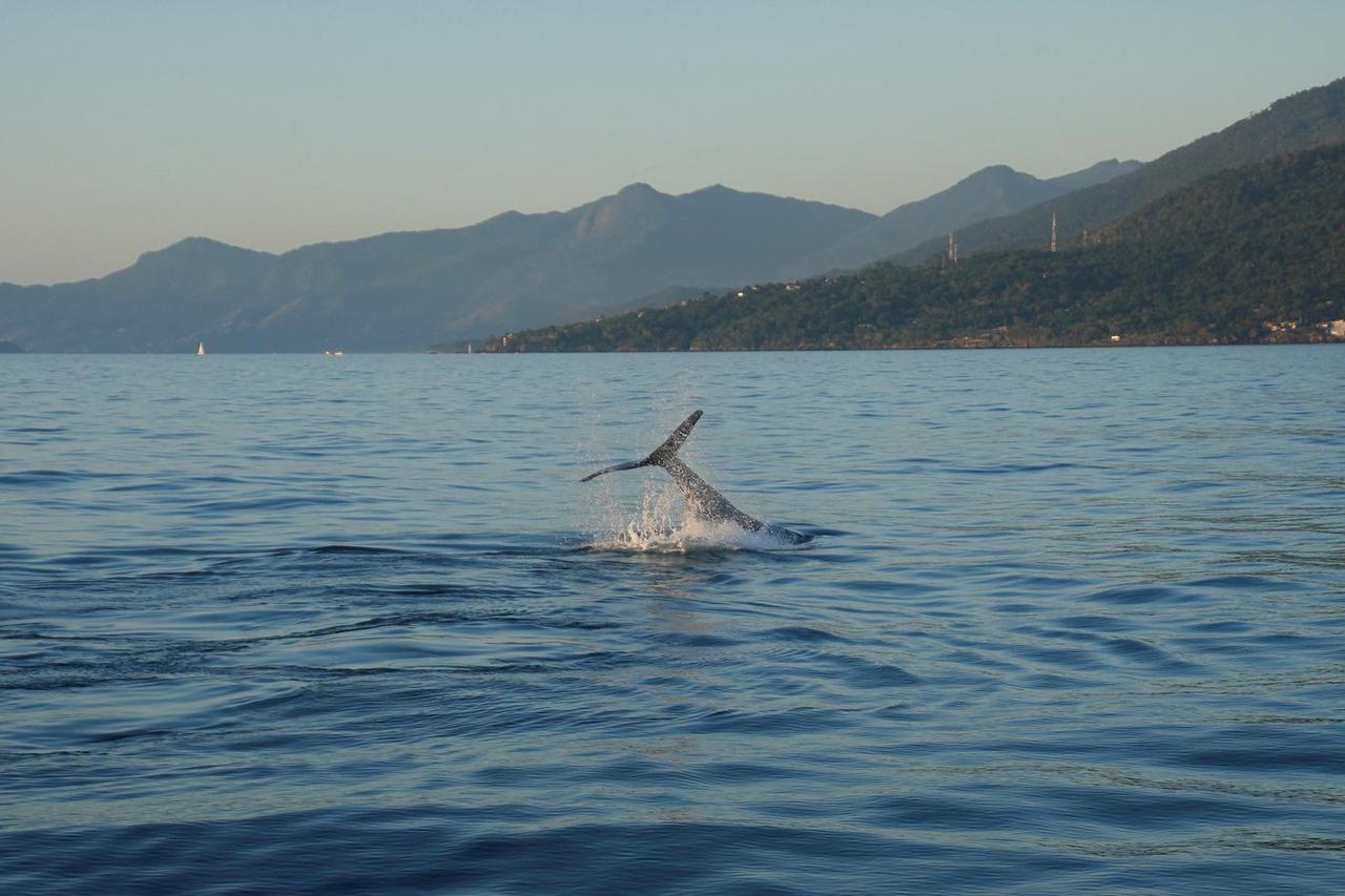 A humpback whale breaches off in the coast of Ilhabela, Brazil