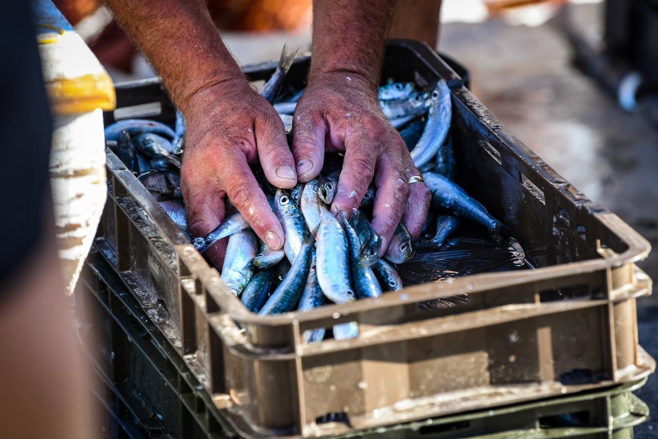 Naspram lanjskog rezultata osjetno je slabiji izvoz u Alžir, gdje je glavni izvozni artikl zamrznuta riba