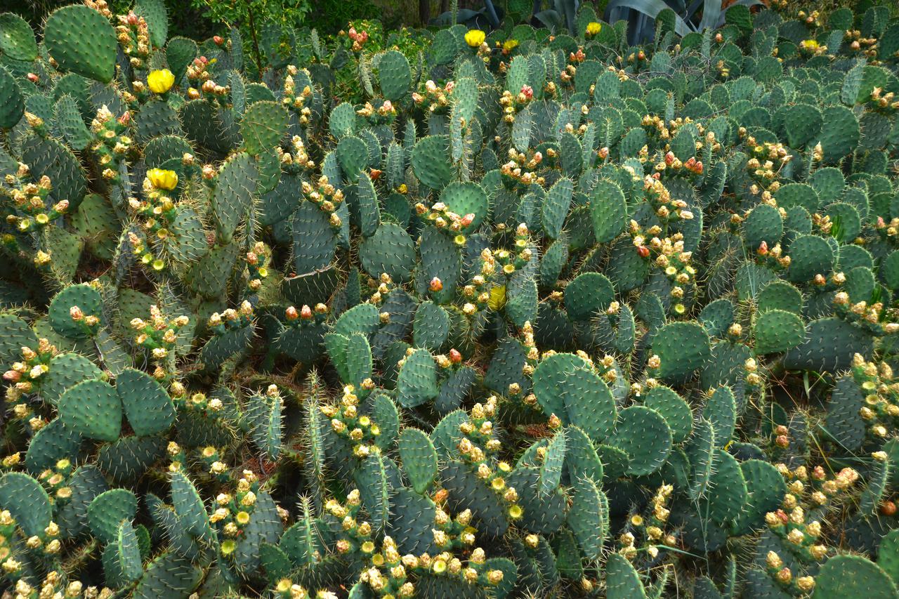 Pula: Procvali kaktusi