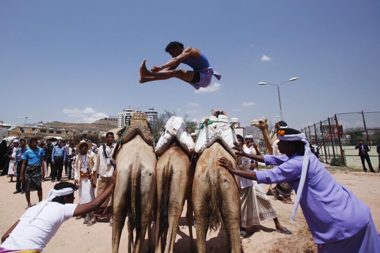 'A Bedouin man jumps over camels during the Sanaa Summer Festival in Sanaa August 20, 2013. The two-week festival aims to stimulate domestic tourism and reassure local and international tourists about