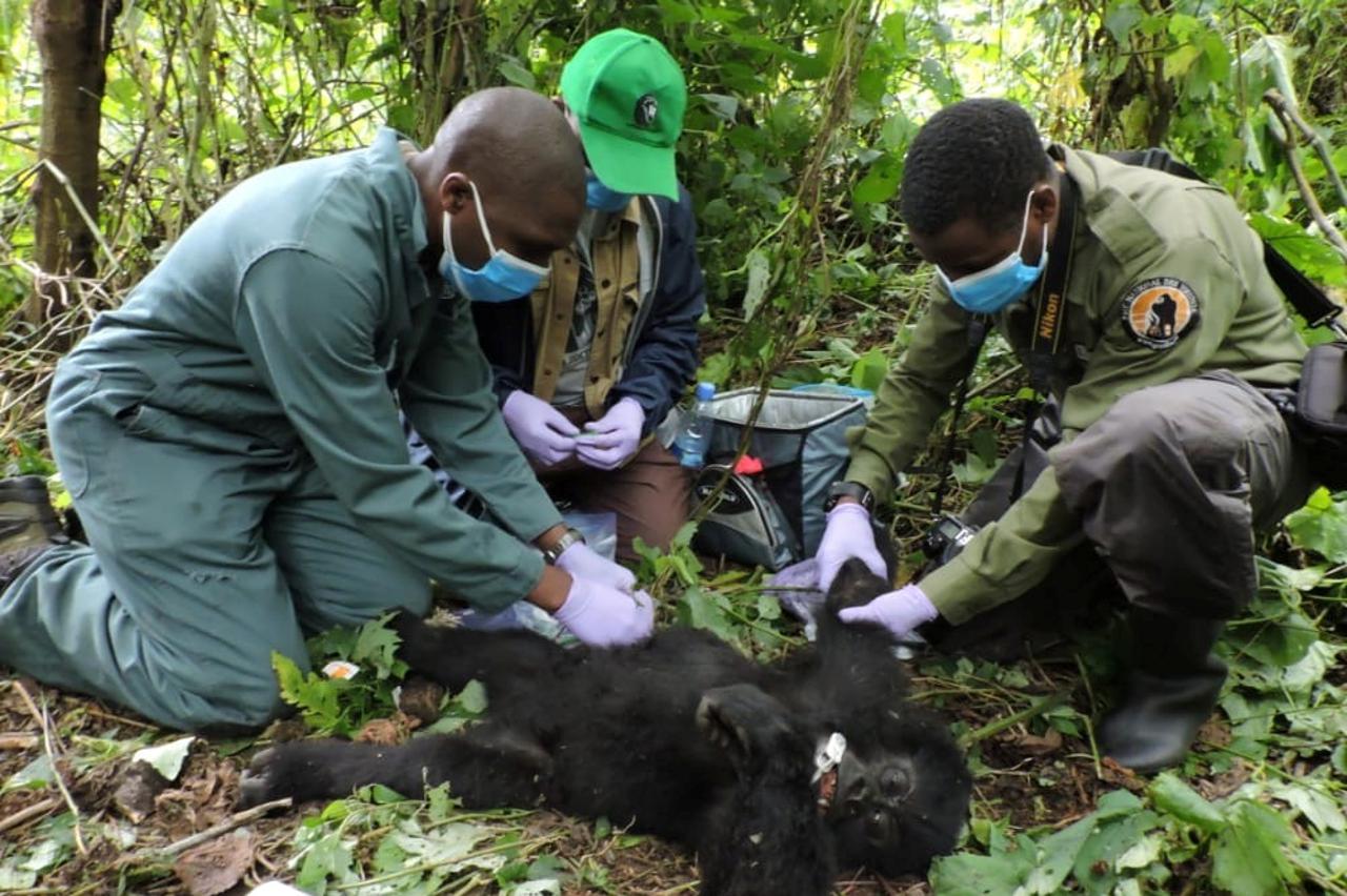 FILE PHOTO: Veterinary and Virunga Park rangers remove a poachers' snare from the hand of Theodore a wild baby gorilla at the Virunga National Park