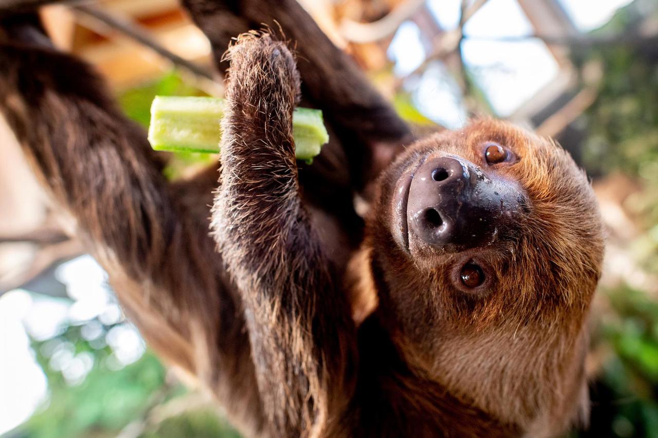 Sloths have moved into the Wilhelmshaven Aquarium