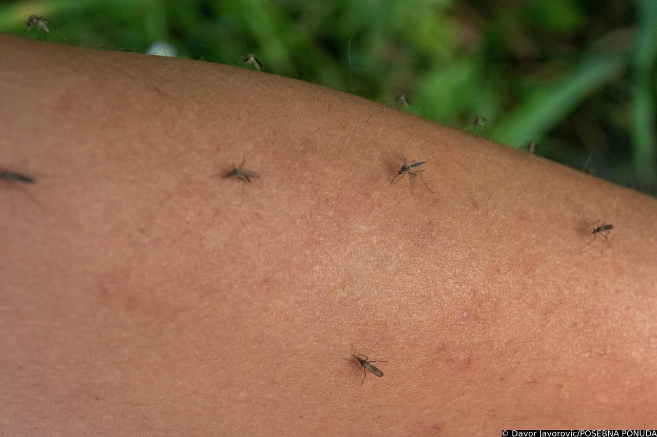 Djelatnici Zavoda za javno zdravstvo prebojavaju komarce u Kopačkom ritu