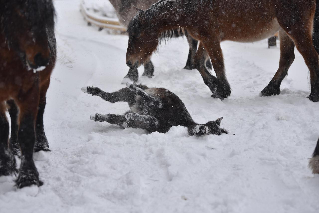 Biokovo: Mladi magarac uživa u igri na snijegu