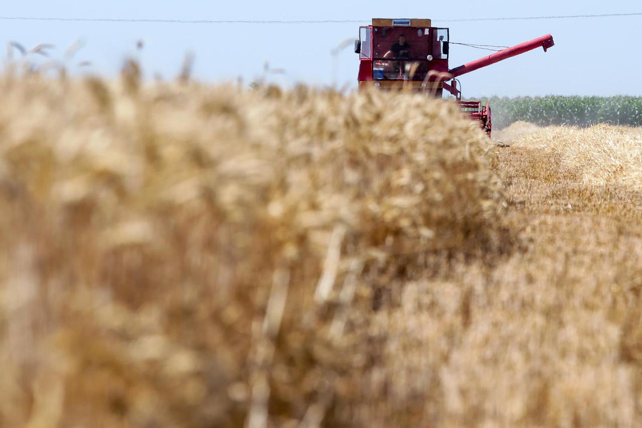 Osijek: Žetva pšenice u Slavoniji