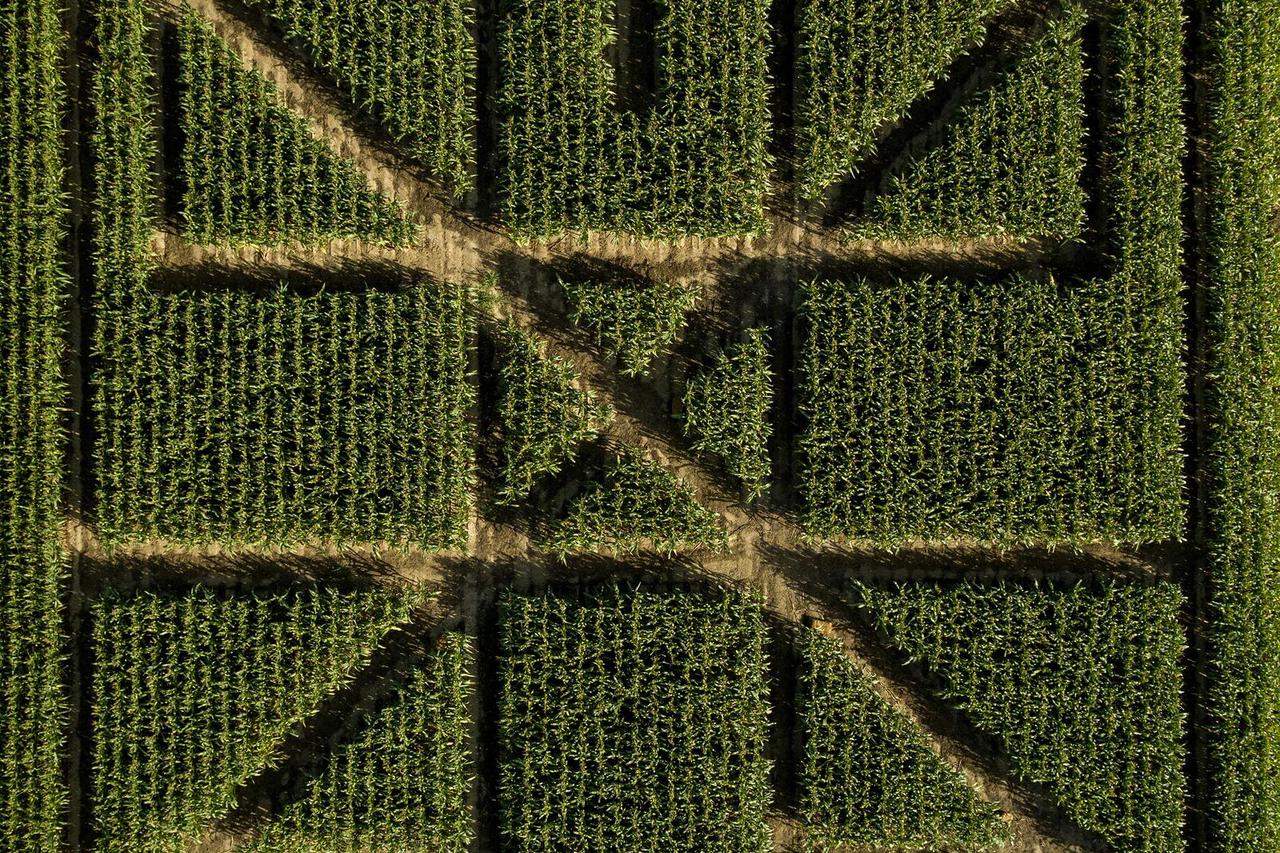 Fotografije iz zraka prvog posavskog kukuruznog labirinta "Hrvatica"