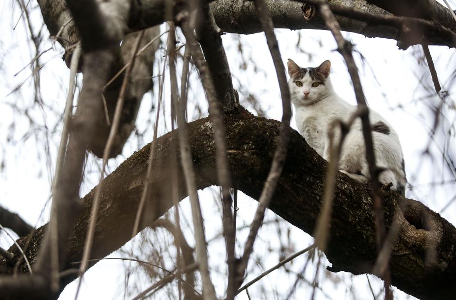Zagreb: Mačka na krošnji drveta vreba ptice