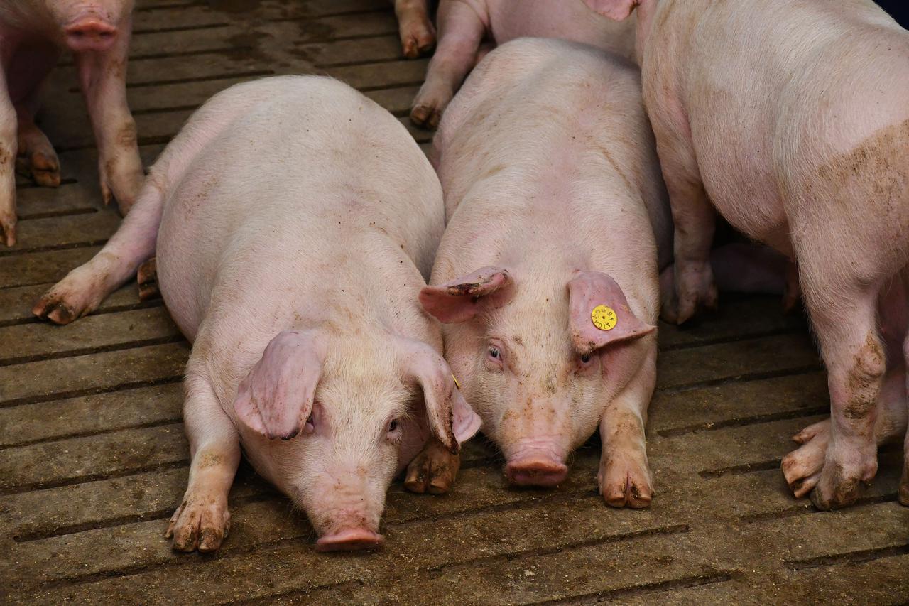Donja Vrba: Farma svinja OPG Domagoja Becka